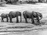 Rezerwat w Chobe (Botswana)